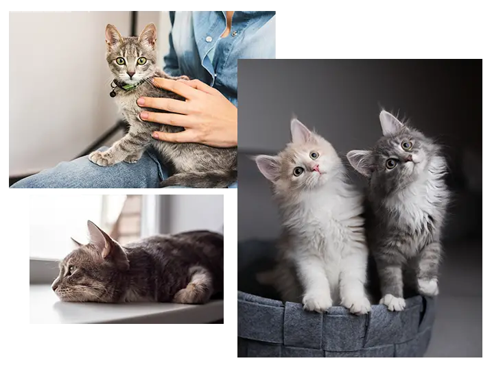 Maine Coon Rescue Adoption Everything You Need to Know