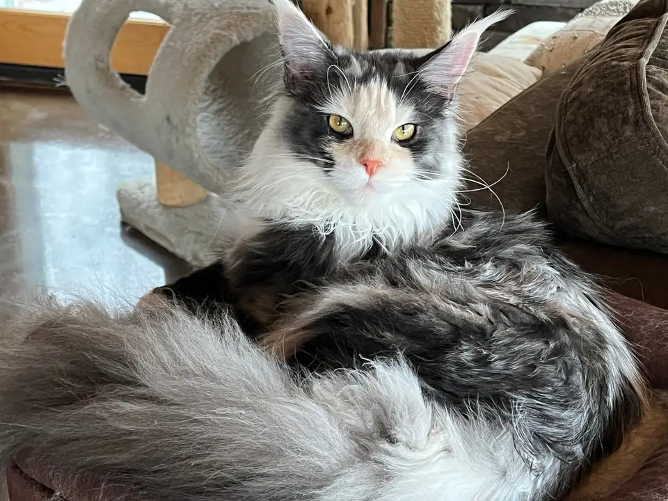 Maine Coon Rescue Adoption Everything You Need to Know