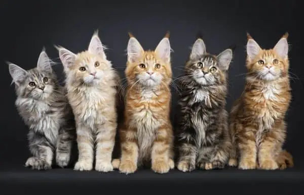 Maine Coon Rescue Adoption Everything You Need to Know