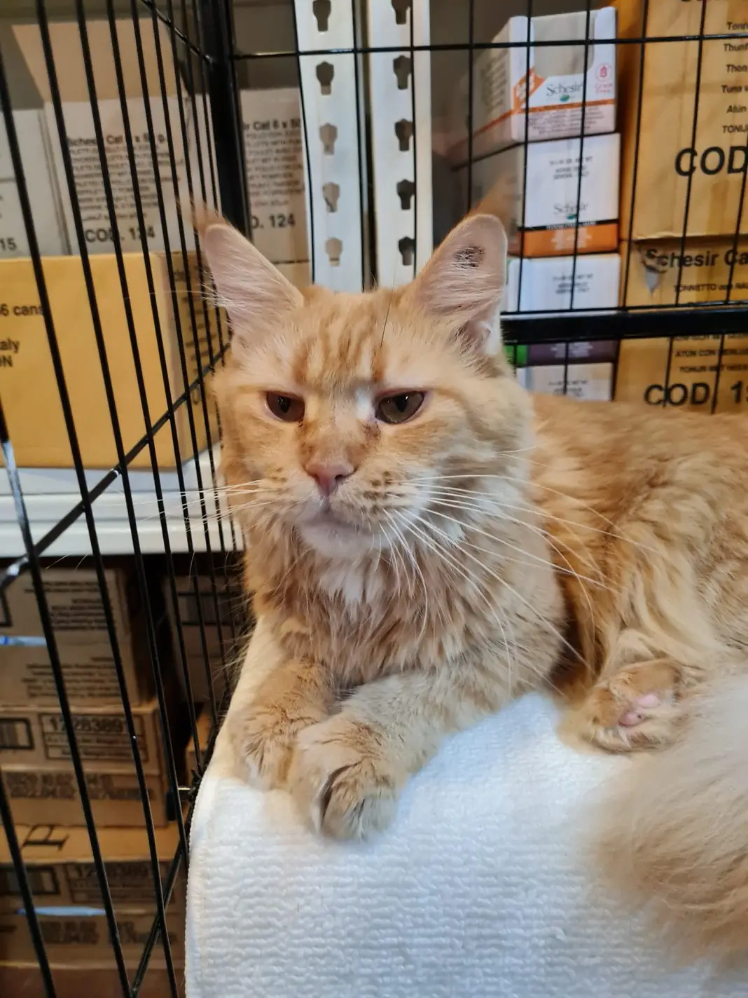 Maine Coon Rescue Adoption Everything You Need to Know