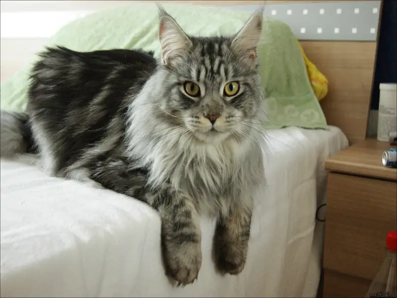 Maine Coon Rescue Adoption Everything You Need to Know