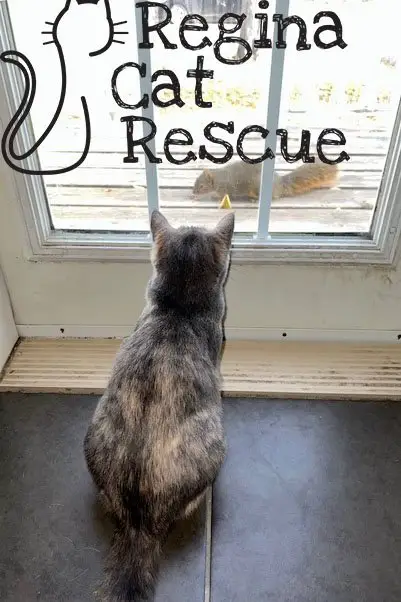 Find a Non Profit Cat Rescue Near Me and Give a Furry Friend a New Home