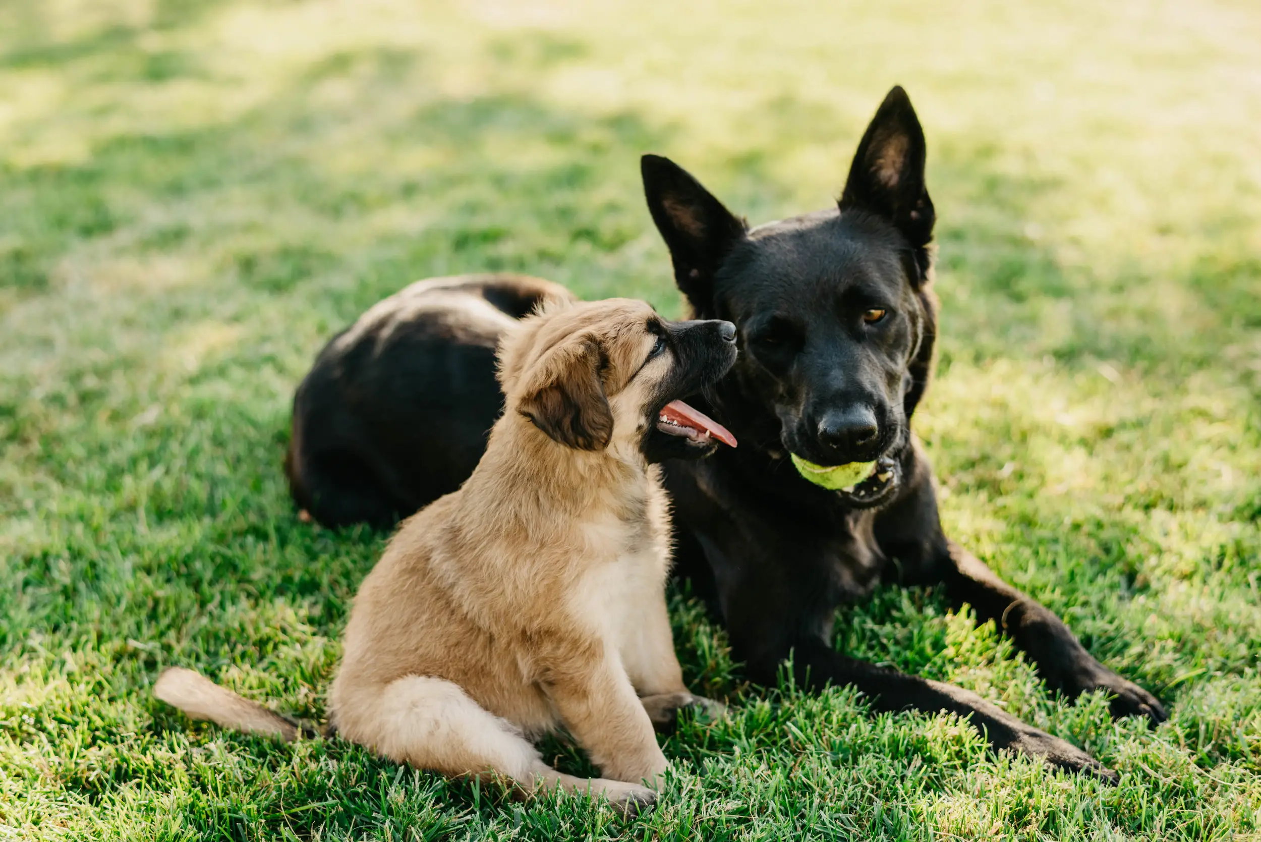 Caring Hearts and Paws Rescue Providing Love and Shelter for Homeless Animals