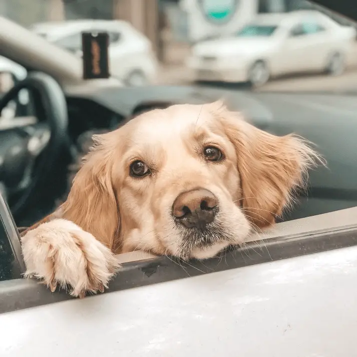 Caring Hearts and Paws Rescue Providing Love and Shelter for Homeless Animals