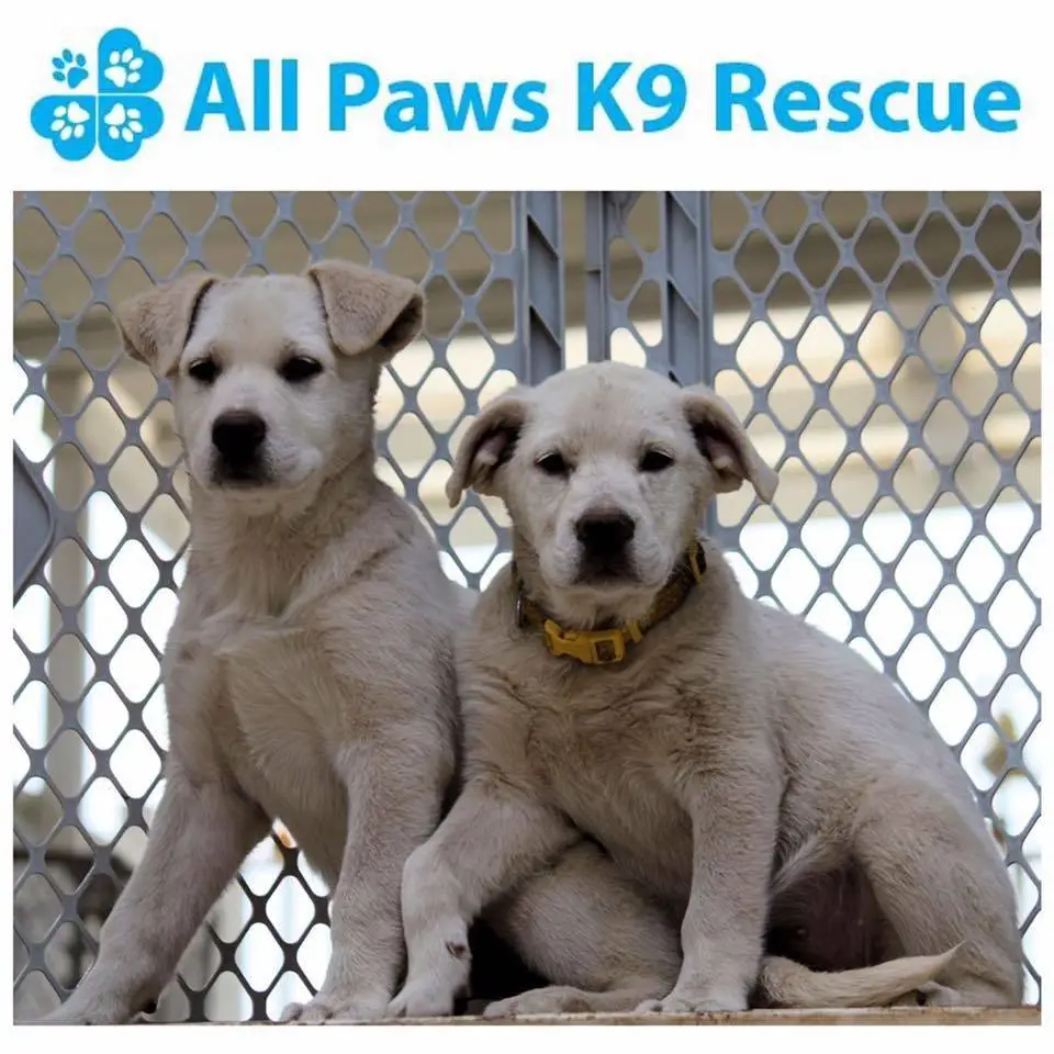 All Paws Animal Rescue Adopt, Foster, Volunteer, Donate Connect with Community