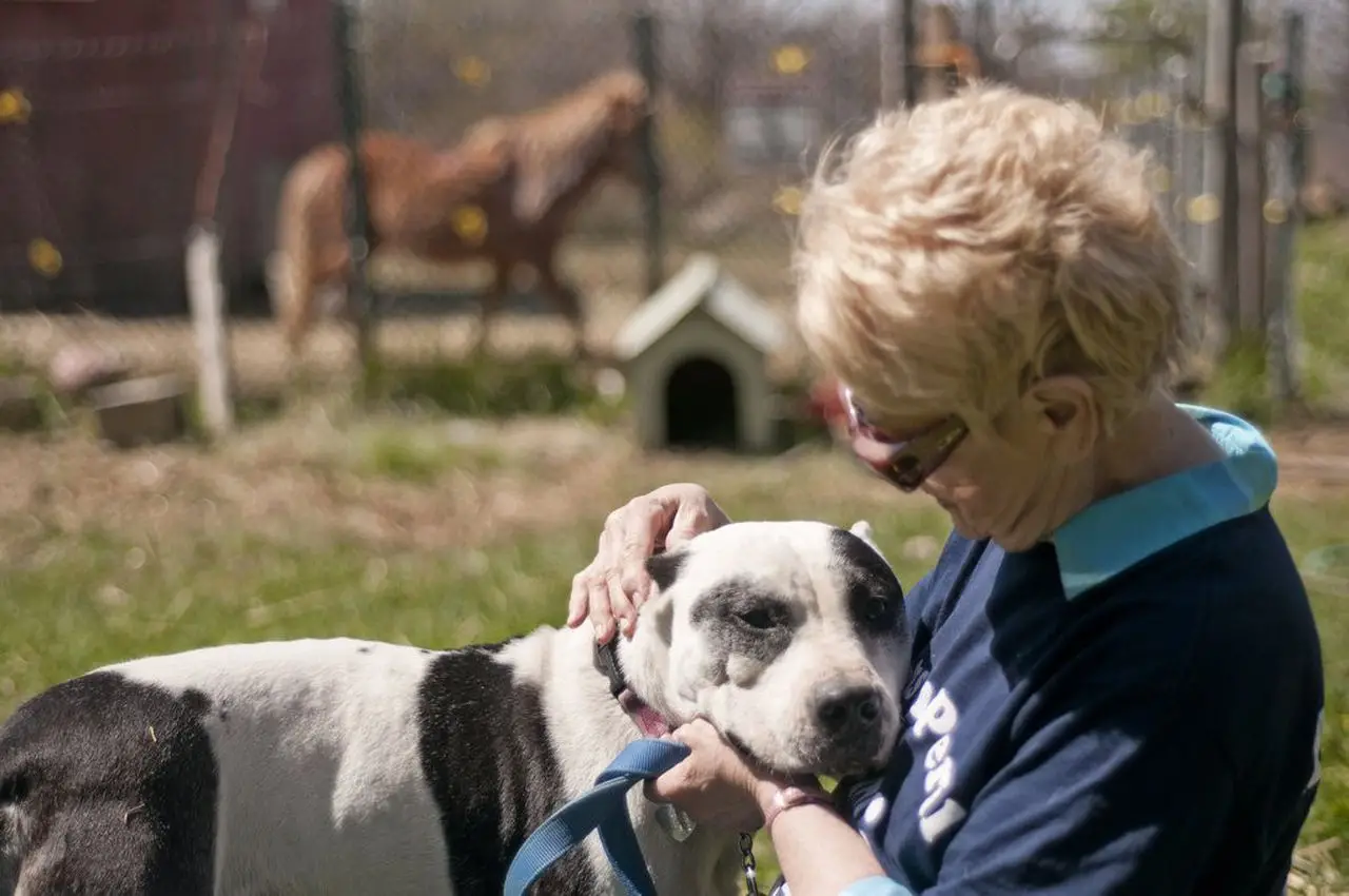 All Paws Animal Rescue Adopt, Foster, Volunteer, Donate Connect with Community