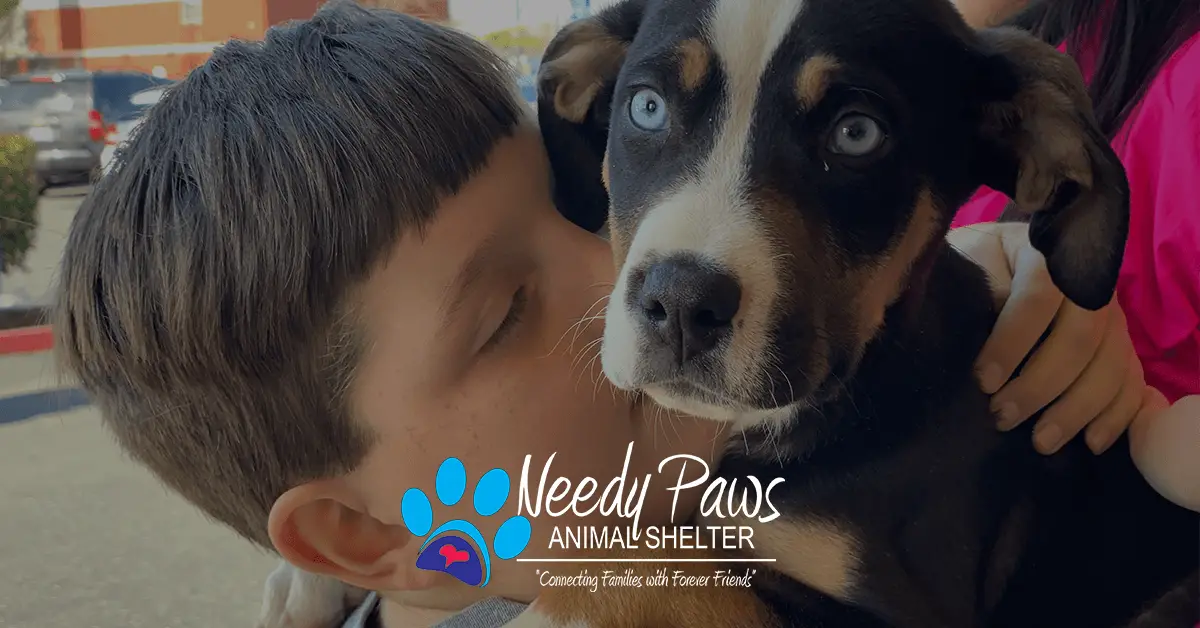 All Paws Animal Rescue Adopt, Foster, Volunteer, Donate Connect with Community