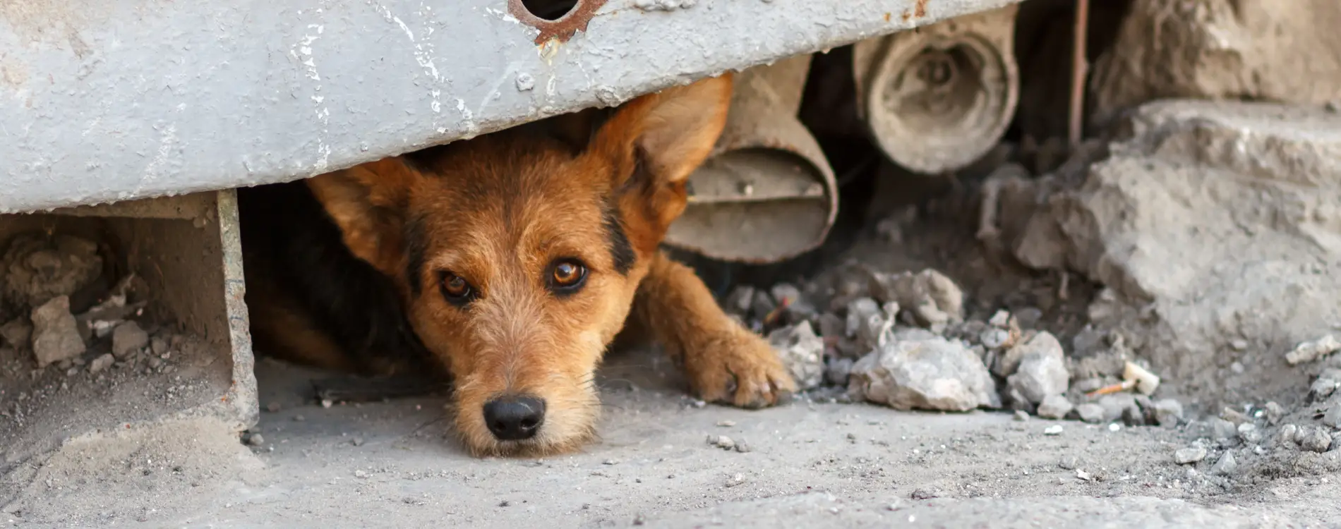 Adopt a Cat from the Lost dogs home cats for adoption Your New Feline Friend