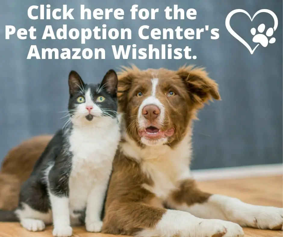 Adopt a Cat from the Lost dogs home cats for adoption Your New Feline Friend