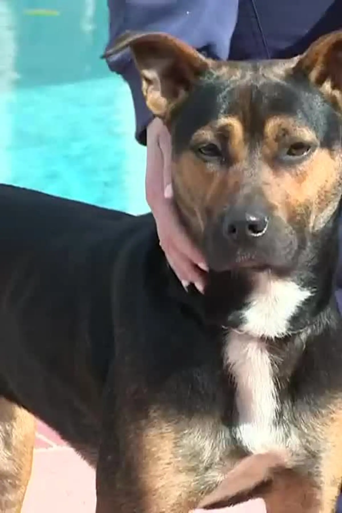 Lucky Dog Rescue Fond du Lac - Saving Stray Dogs