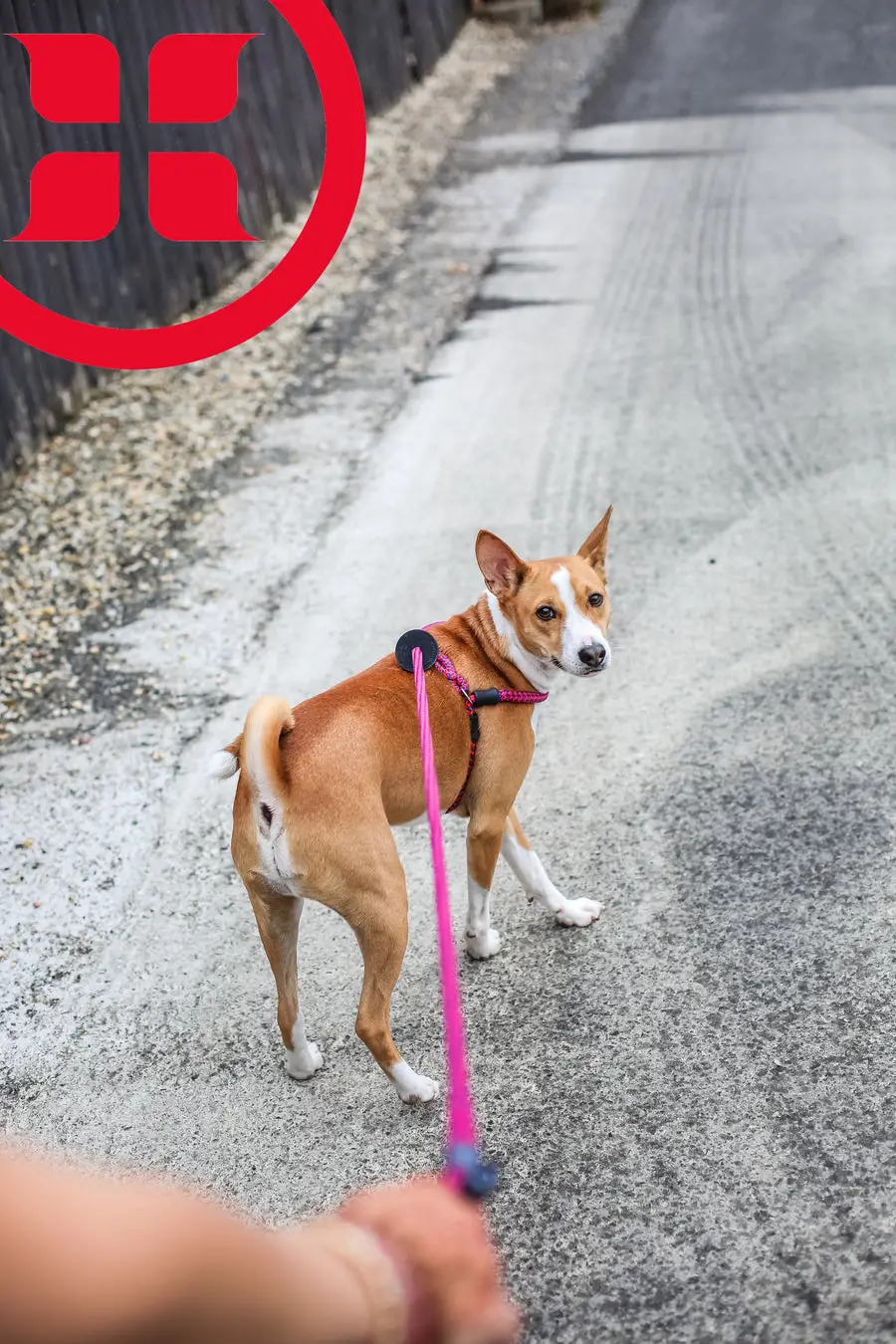 Lucky Dog Rescue Fond du Lac - Saving Stray Dogs