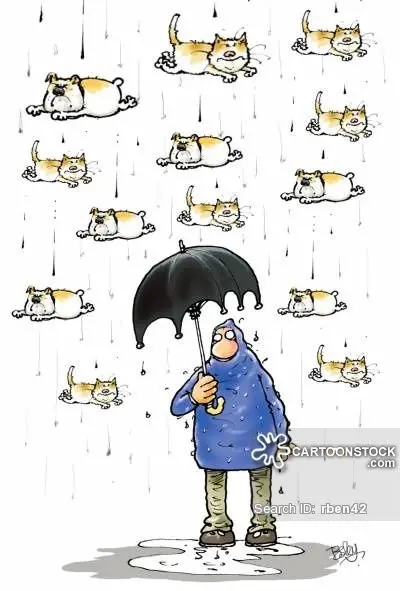 Raining Cats and Dogs Rescue Saving the Lives of Shelter Animals