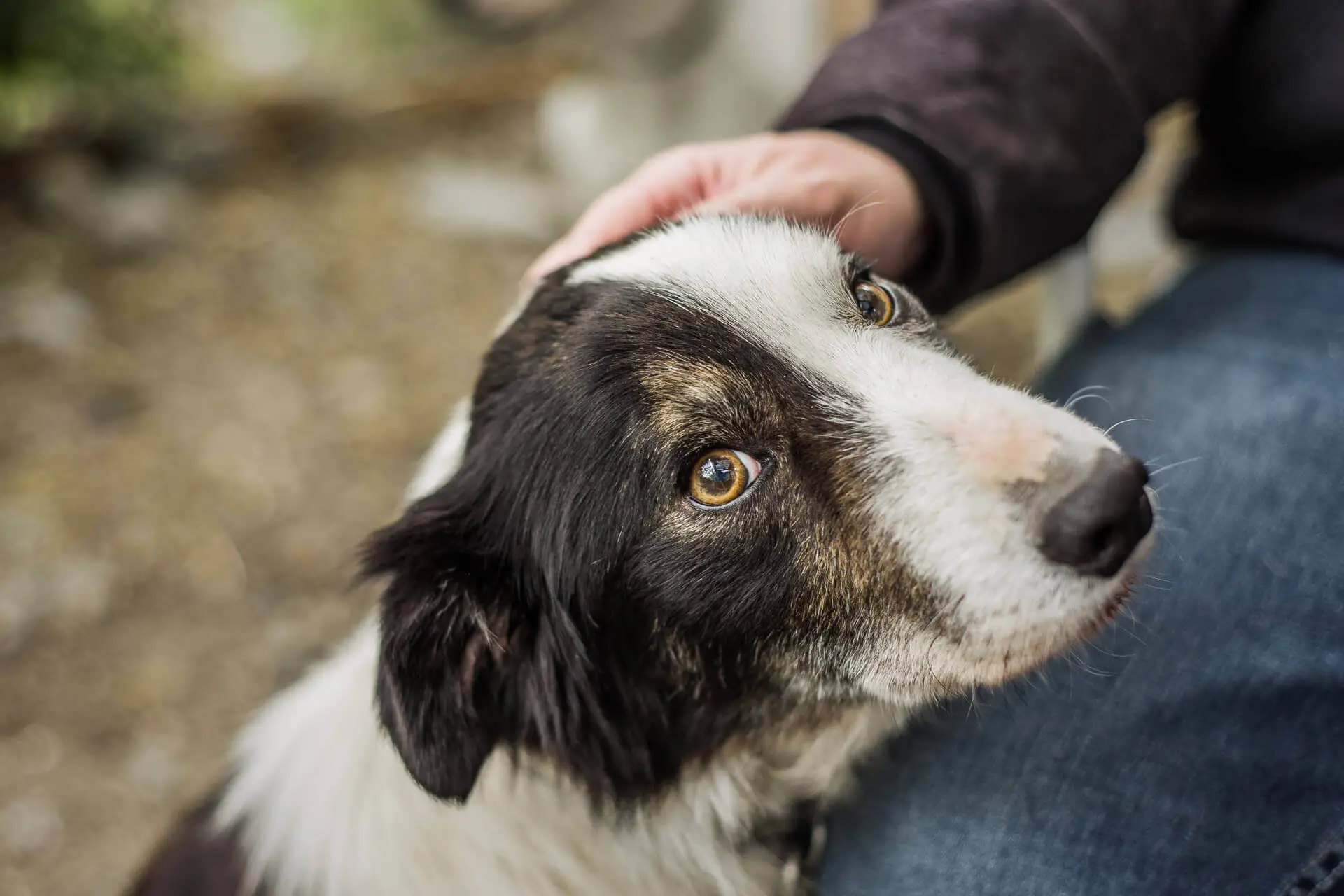 Raining Cats and Dogs Rescue Saving the Lives of Shelter Animals