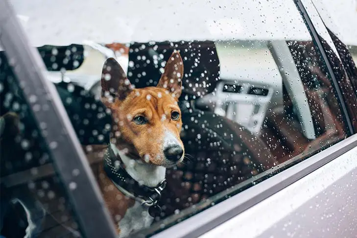 Raining Cats and Dogs Rescue Saving the Lives of Shelter Animals