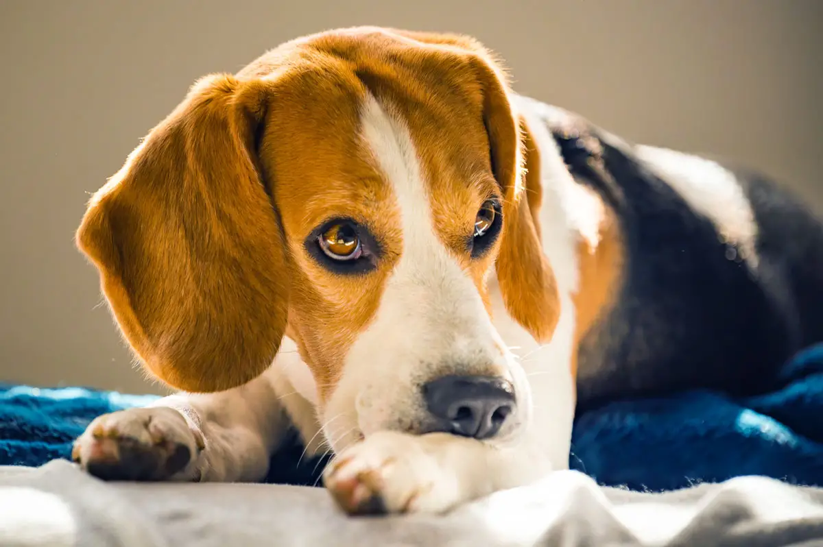 Raining Cats and Dogs Rescue Saving the Lives of Shelter Animals