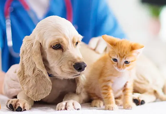 Pet Friends and Rescue How Adopting a Pet Can Change Your Life