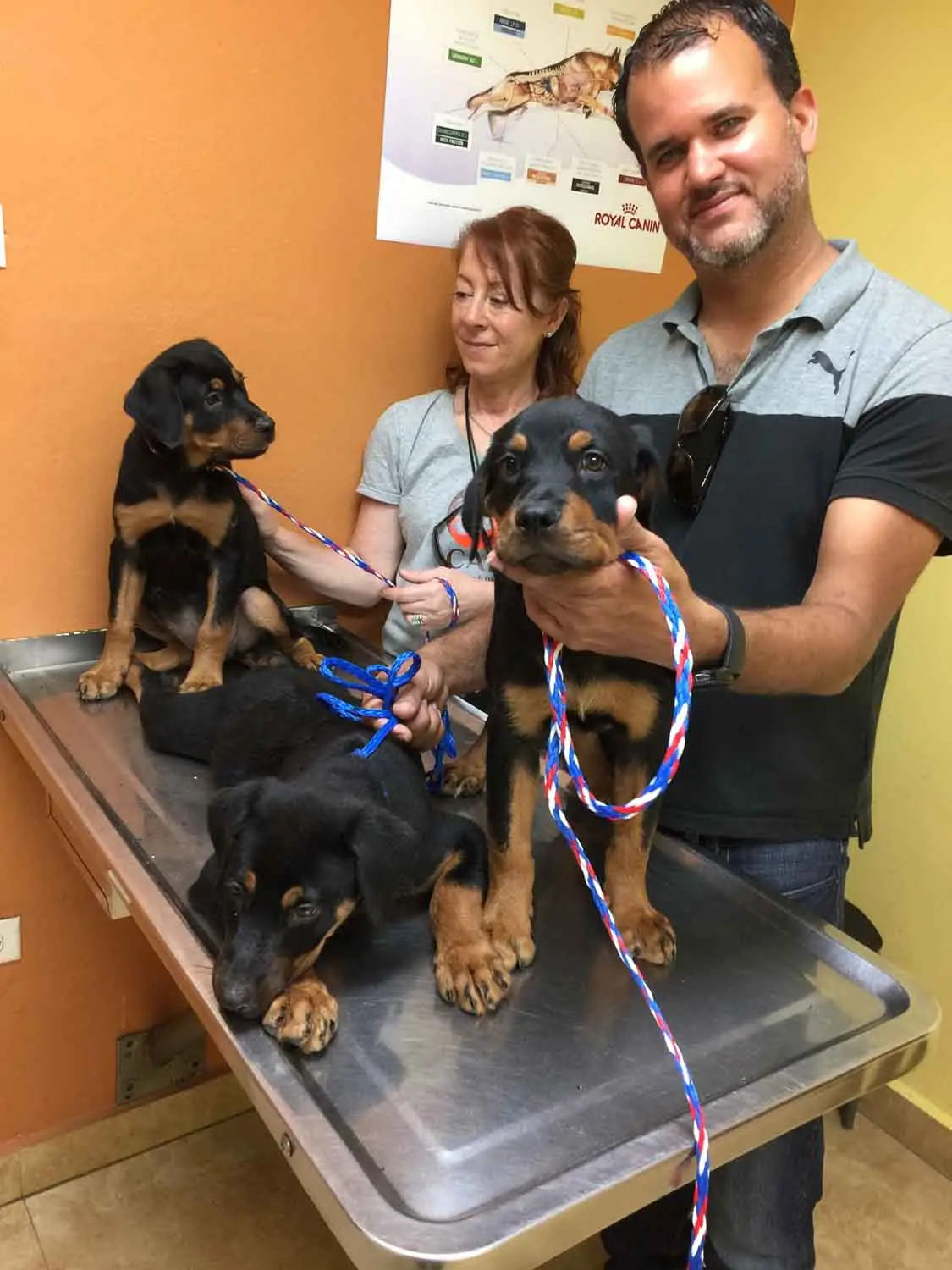 How the Sato Project is Saving Dogs in Puerto Rico