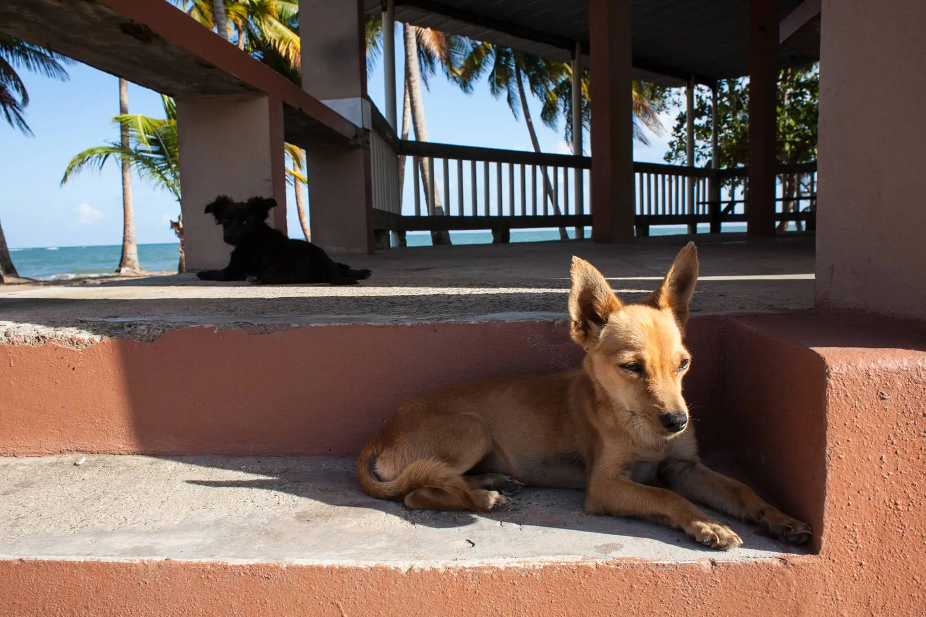 How the Sato Project is Saving Dogs in Puerto Rico