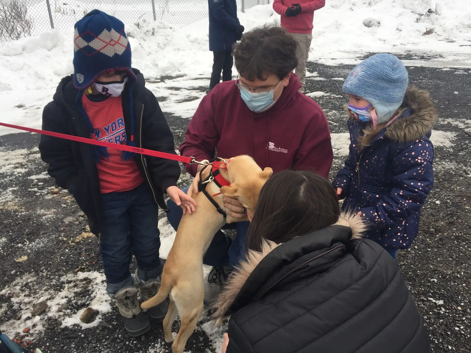 How the Sato Project is Saving Dogs in Puerto Rico