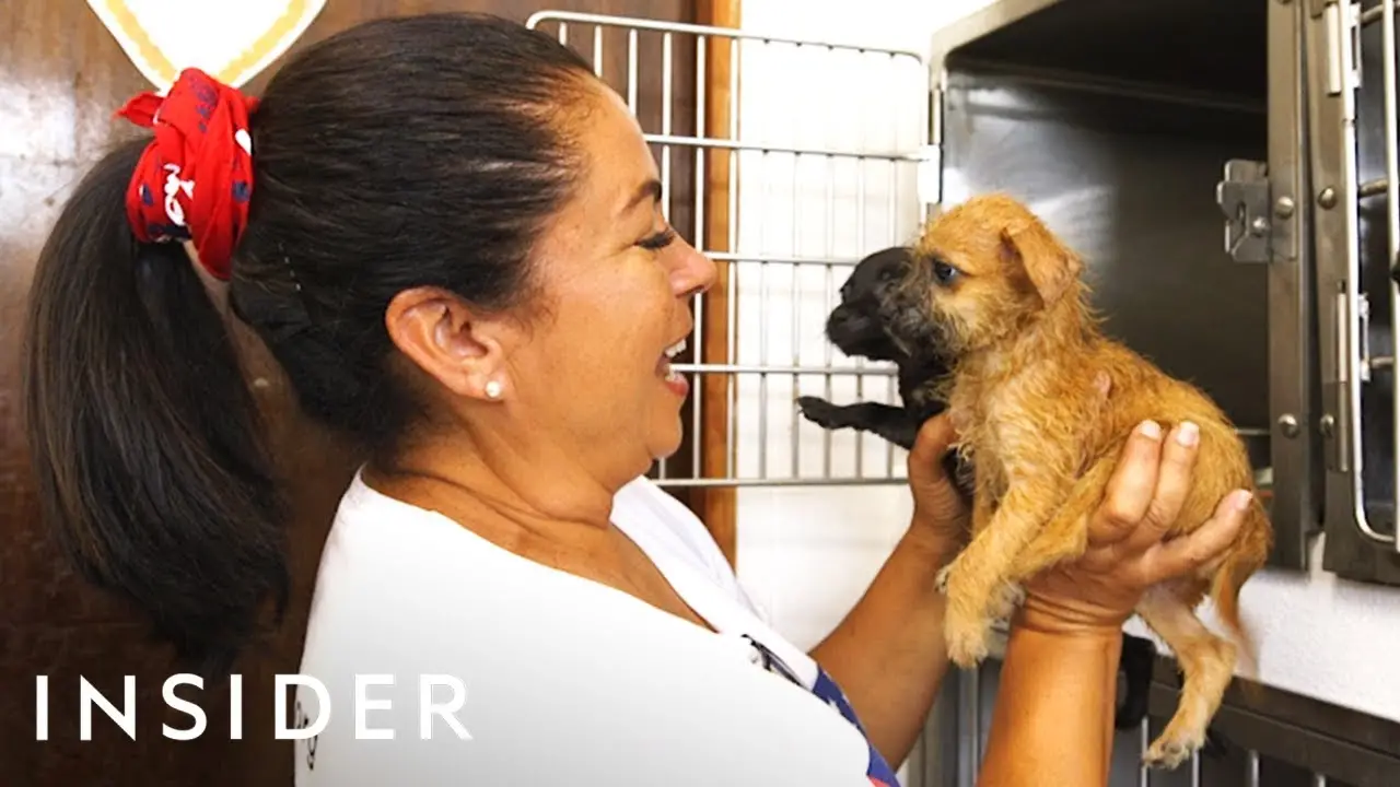 How the Sato Project is Saving Dogs in Puerto Rico