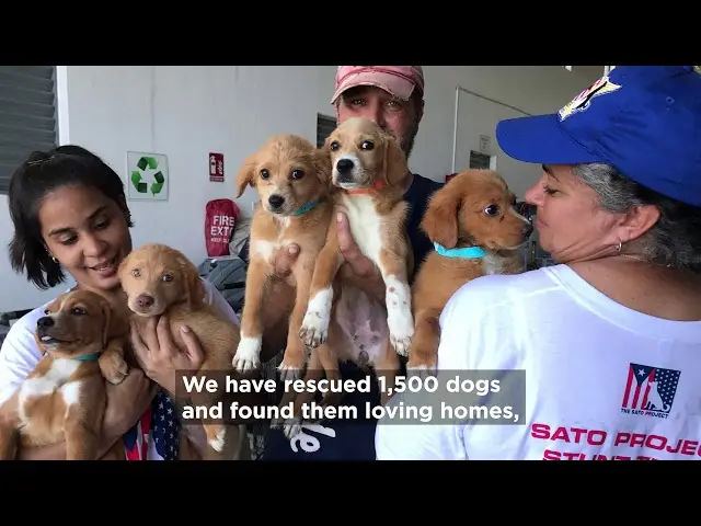 How the Sato Project is Saving Dogs in Puerto Rico