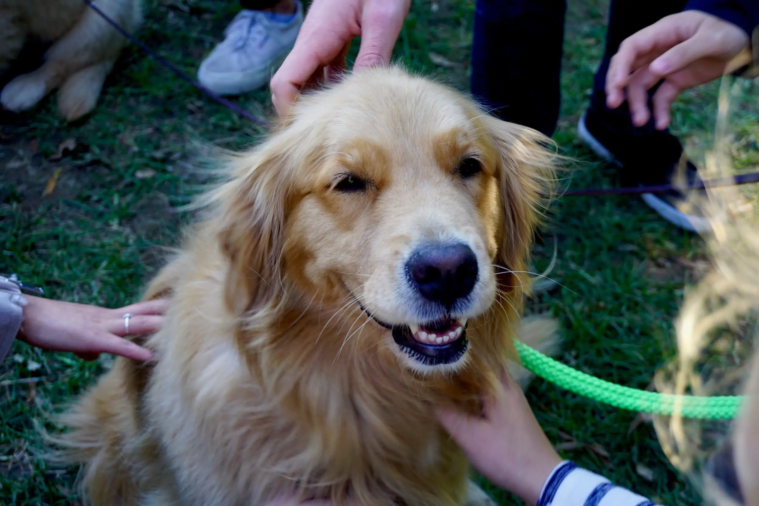 Top Golden Retriever Rescue Organizations for Saving Pups in Need