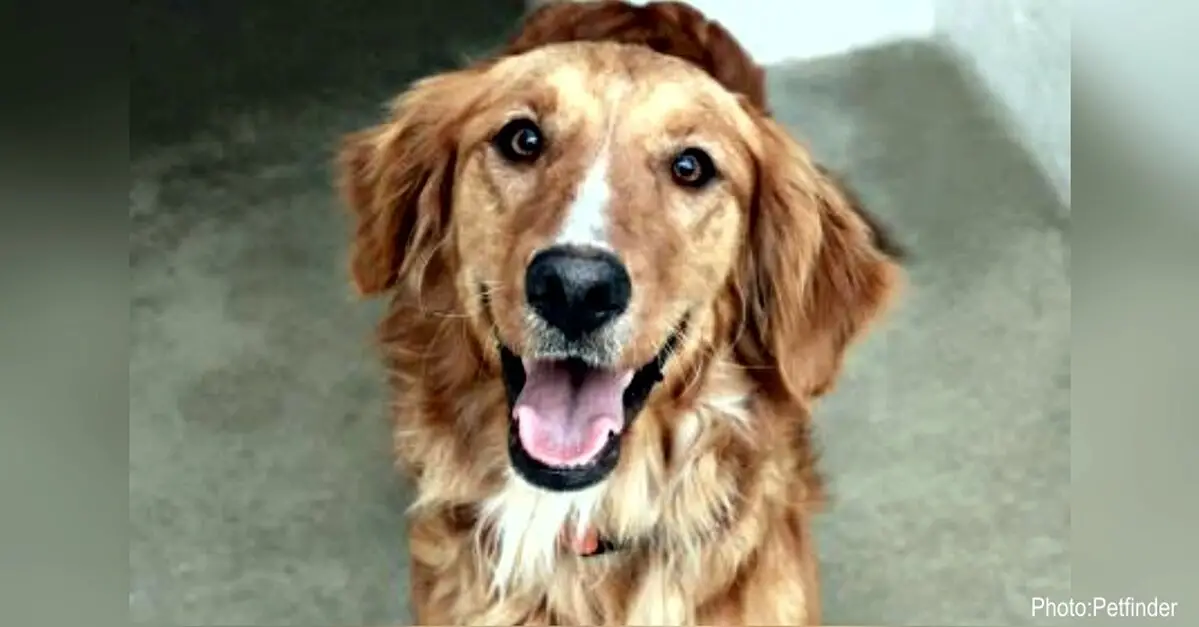 Top Golden Retriever Rescue Organizations for Saving Pups in Need