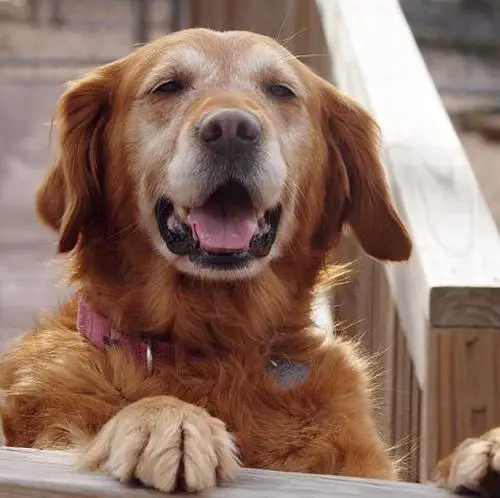 Top Golden Retriever Rescue Organizations for Saving Pups in Need