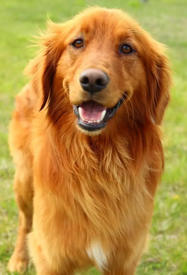 Top Golden Retriever Rescue Organizations for Saving Pups in Need