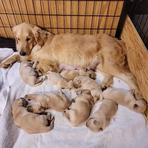 Top Golden Retriever Rescue Organizations for Saving Pups in Need