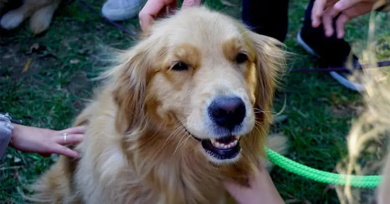 Top Golden Retriever Rescue Organizations for Saving Pups in Need