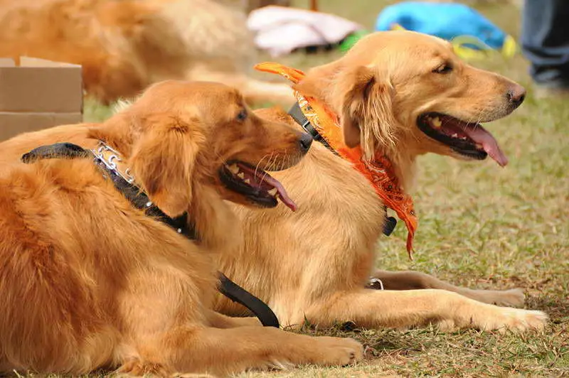 Top Golden Retriever Rescue Organizations for Saving Pups in Need