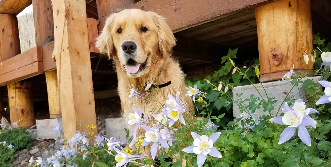 Top Golden Retriever Rescue Organizations for Saving Pups in Need