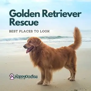 The Importance of Pet Rescue Golden Retrievers