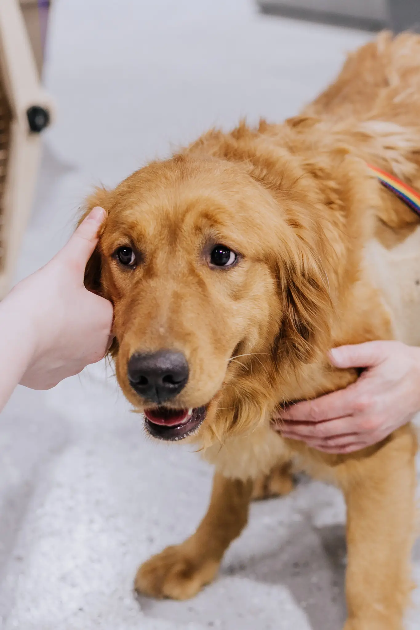 The Importance of Pet Rescue Golden Retrievers