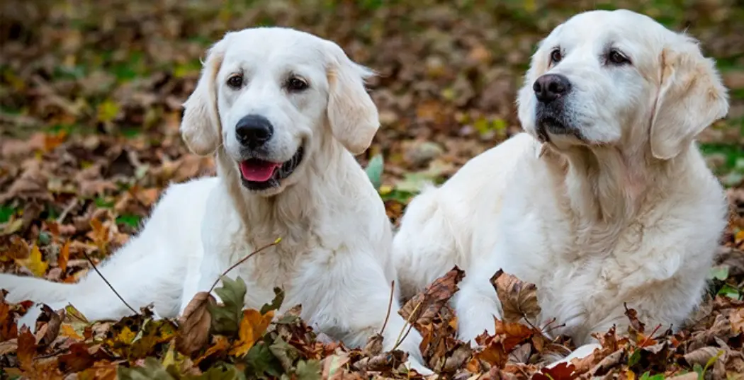 The Importance of Pet Rescue Golden Retrievers