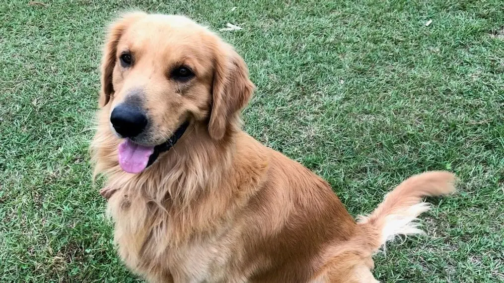 The Importance of Pet Rescue Golden Retrievers