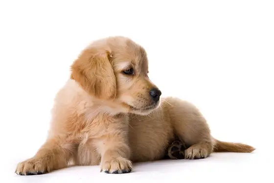 The Importance of Pet Rescue Golden Retrievers