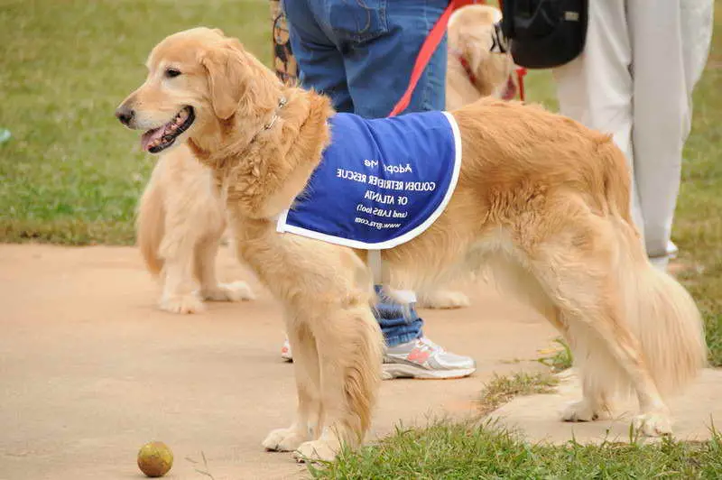 The Importance of Pet Rescue Golden Retrievers