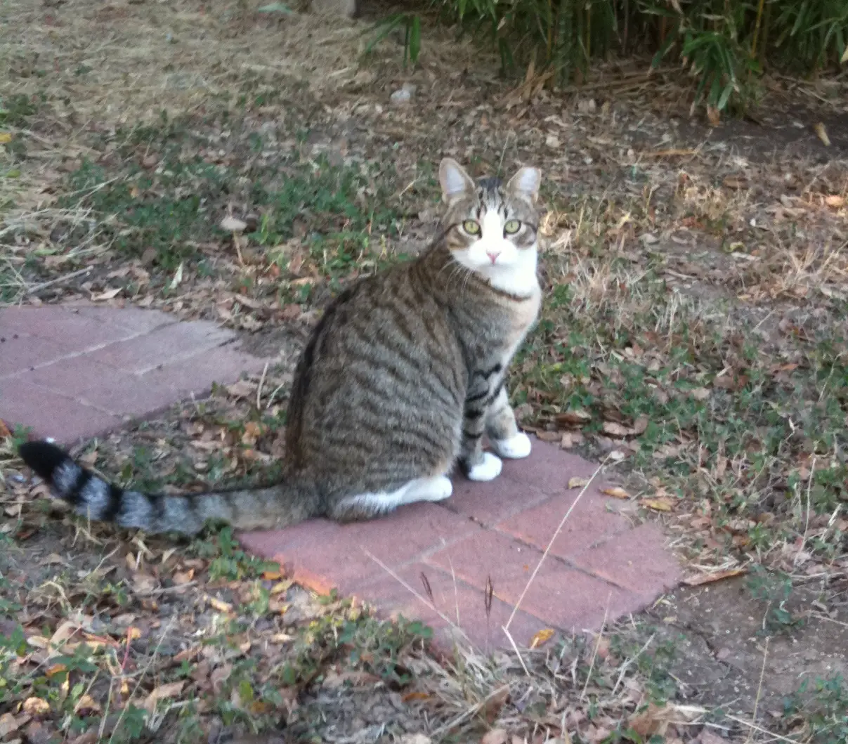 Shadow Cats Rescue Saving Feline Lives in the Darkness