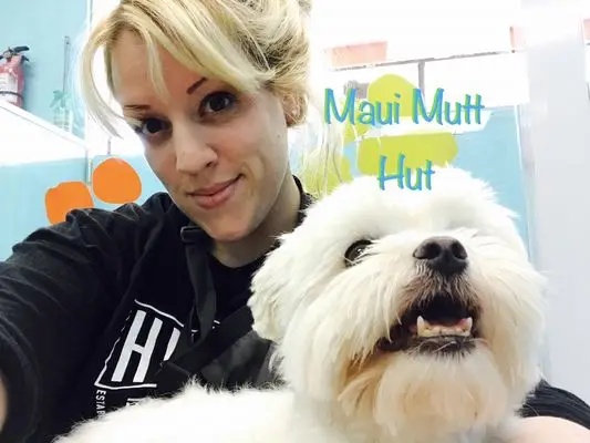 Mutt Hutt Rescue Saving Homeless Dogs One Bark at a Time