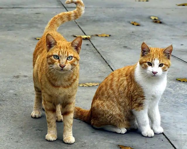 Find Feral Cat Organizations Near Me A Comprehensive Guide