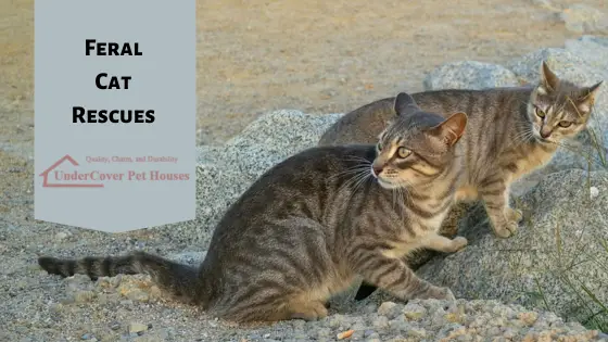 Find Feral Cat Organizations Near Me A Comprehensive Guide