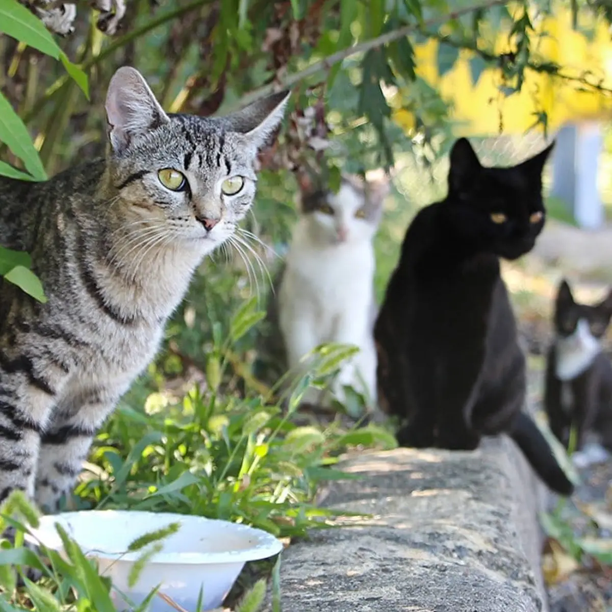 Find Feral Cat Organizations Near Me A Comprehensive Guide