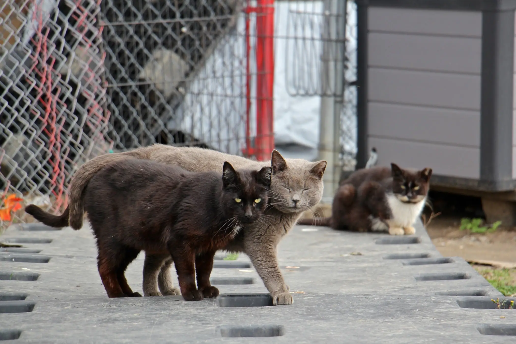 Find Feral Cat Organizations Near Me A Comprehensive Guide