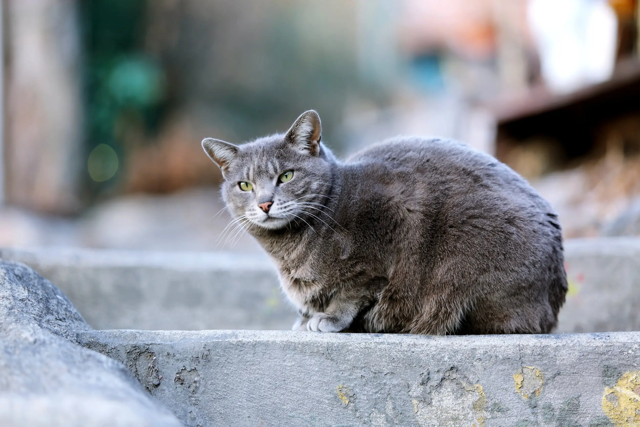 Find Feral Cat Organizations Near Me A Comprehensive Guide