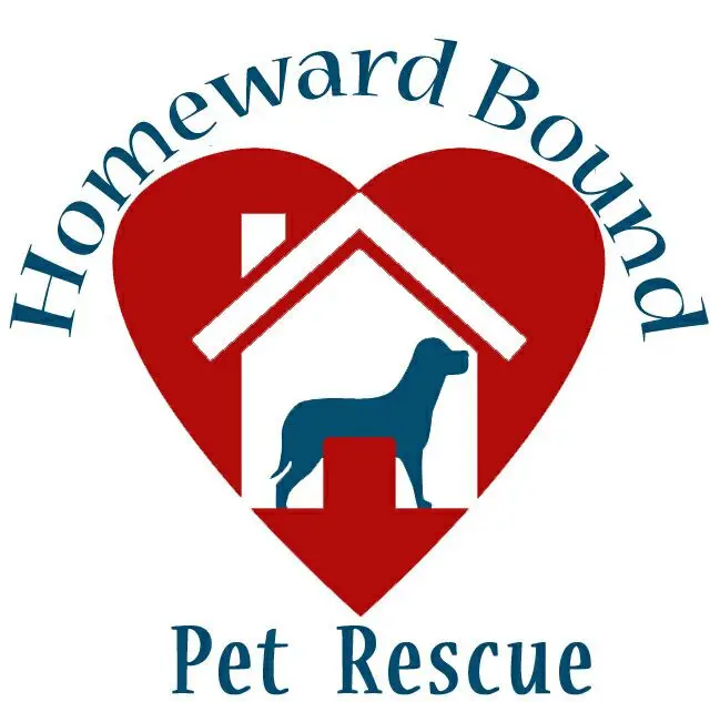 Top 10 Local Dog Rescue Organizations Find the Perfect Match for Your Furry Friend