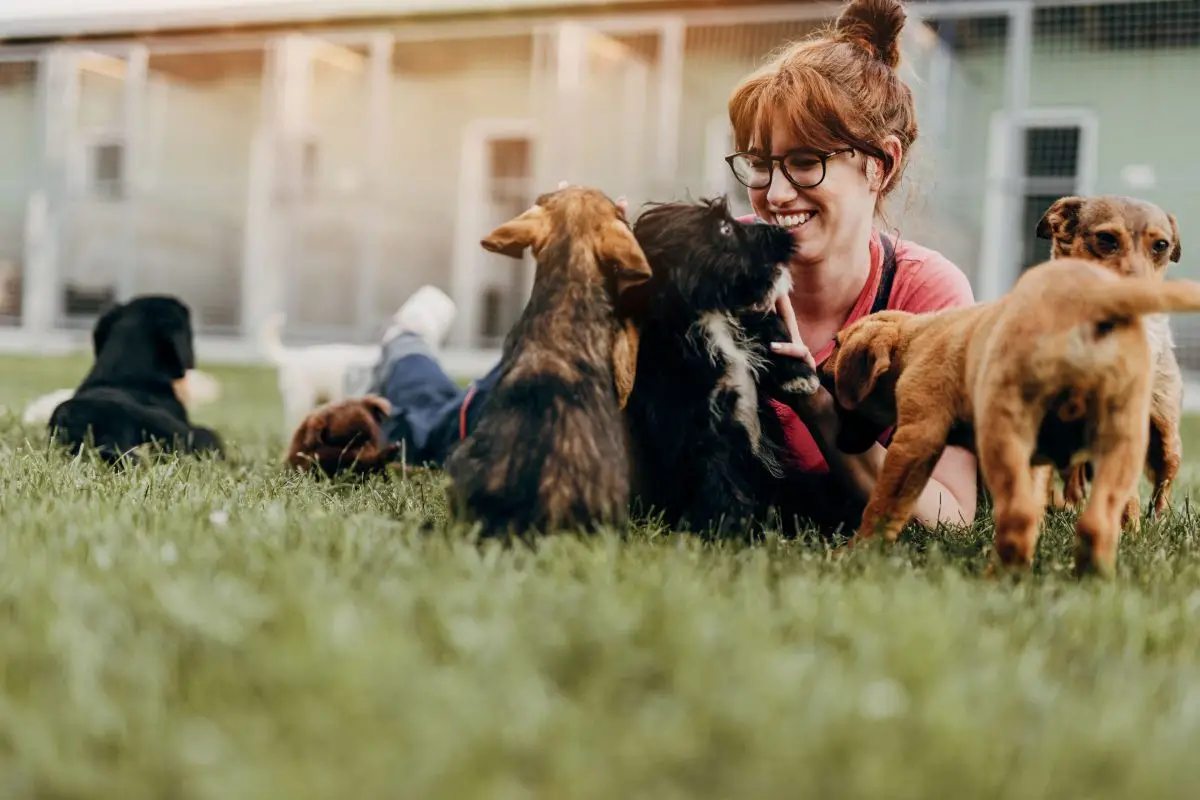 Top 10 Local Dog Rescue Organizations Find the Perfect Match for Your Furry Friend