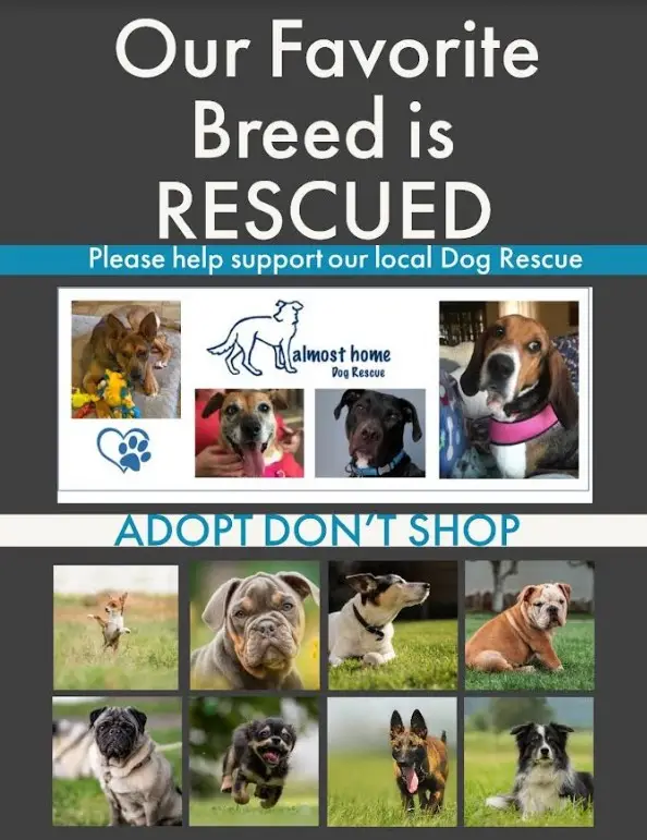 Top 10 Local Dog Rescue Organizations Find the Perfect Match for Your Furry Friend