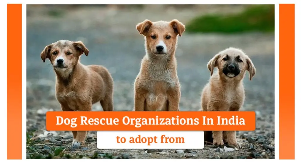 Top 10 Local Dog Rescue Organizations Find the Perfect Match for Your Furry Friend